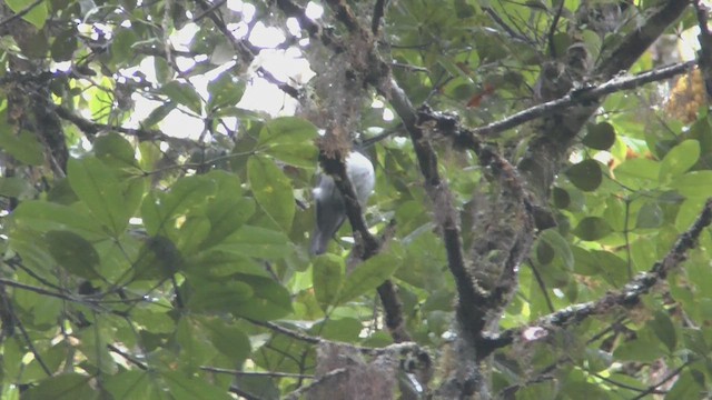 Black-throated Robin - ML517444361