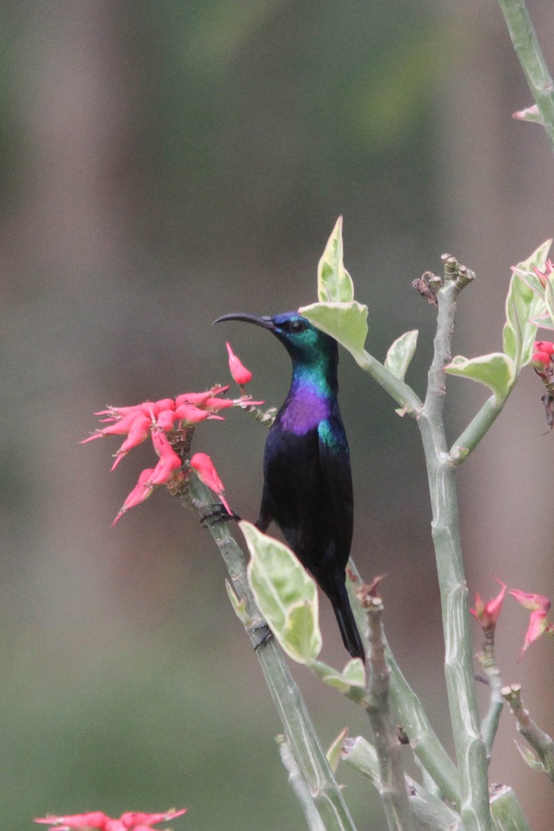 Violet-breasted Sunbird - ML517444831
