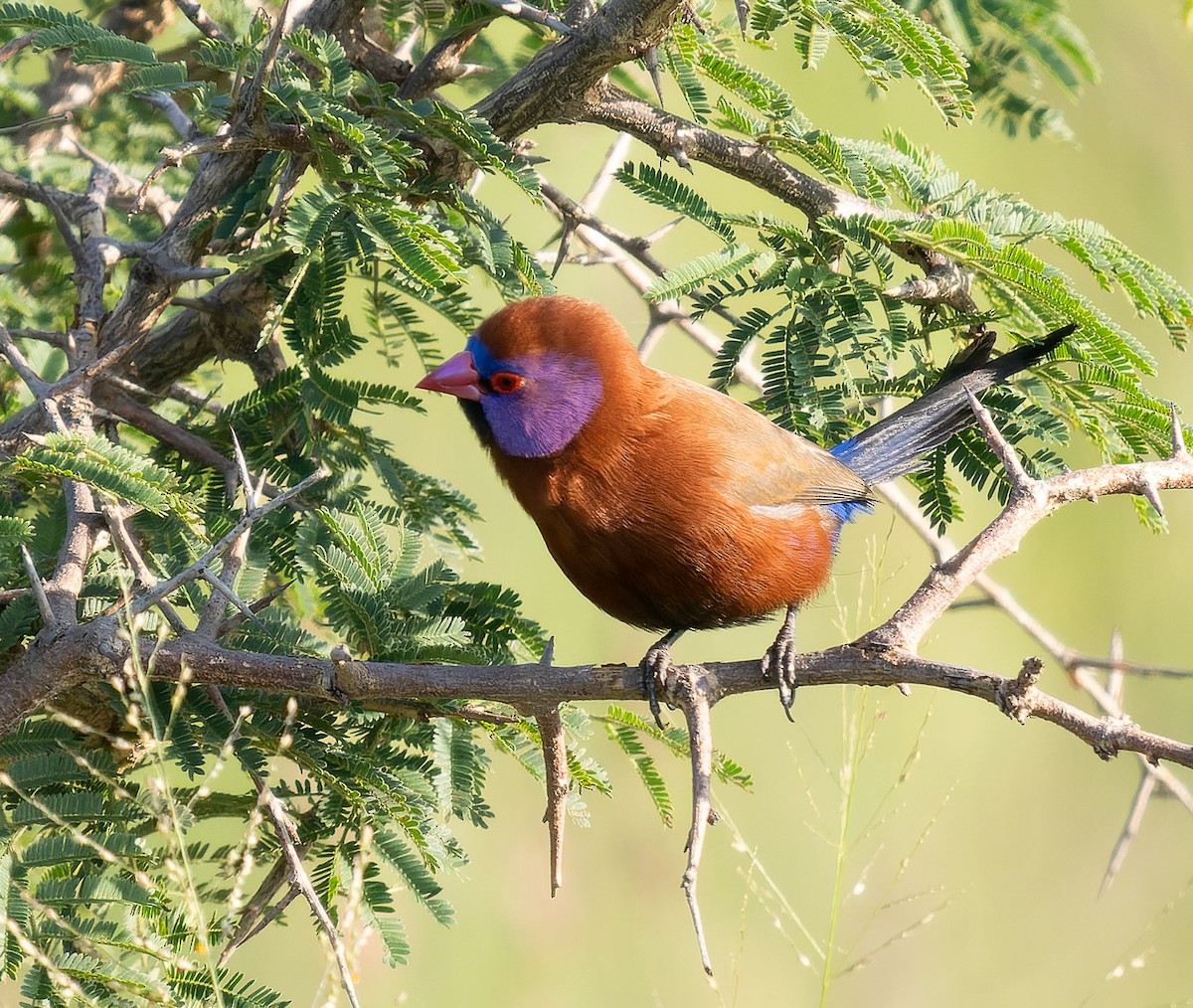 Violet-eared Waxbill - Simon Colenutt