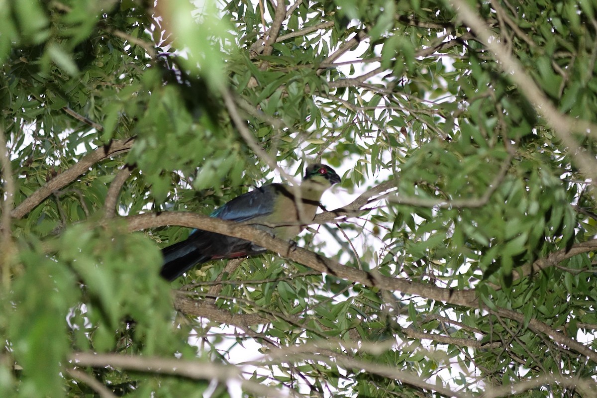 Purple-crested Turaco - ML51744521