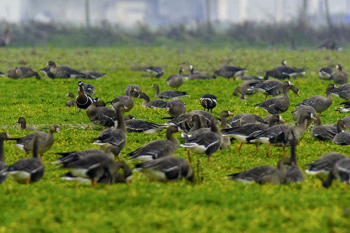 Red-breasted Goose - ML517446081