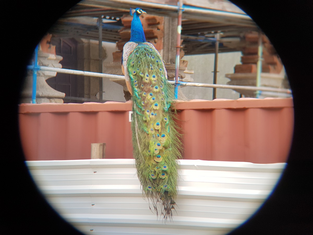 Indian Peafowl (Domestic type) - ML517446761