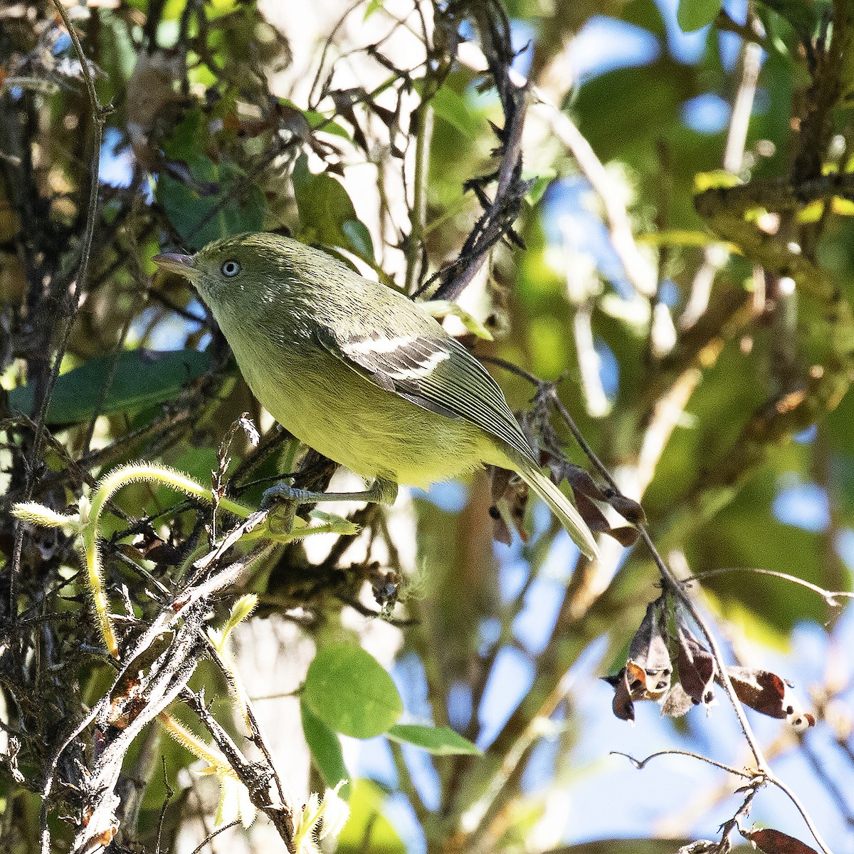 Vireo Jamaicano - ML517446911