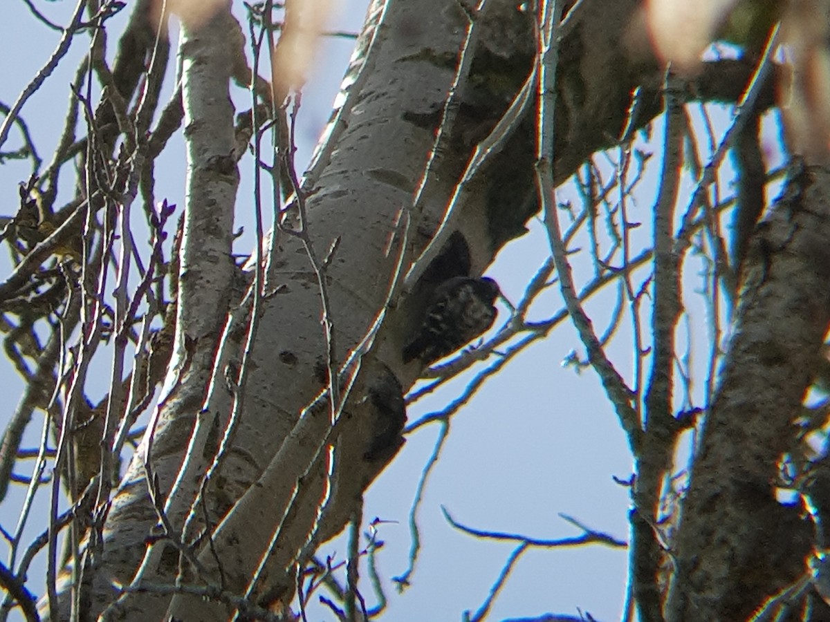 Lesser Spotted Woodpecker - ML517446941