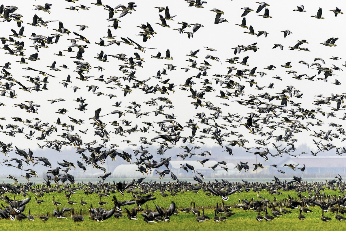 Greater White-fronted Goose - ML517447411