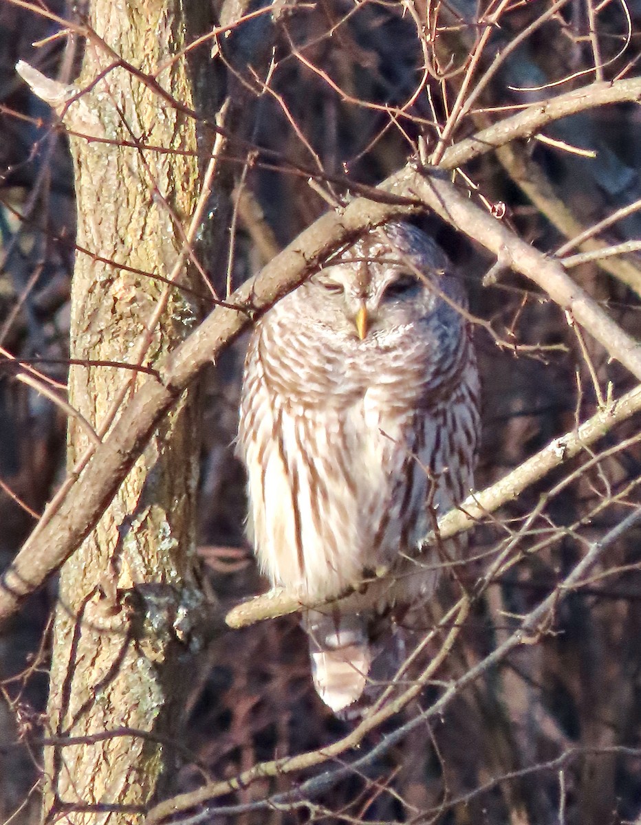 Barred Owl - ML517449271