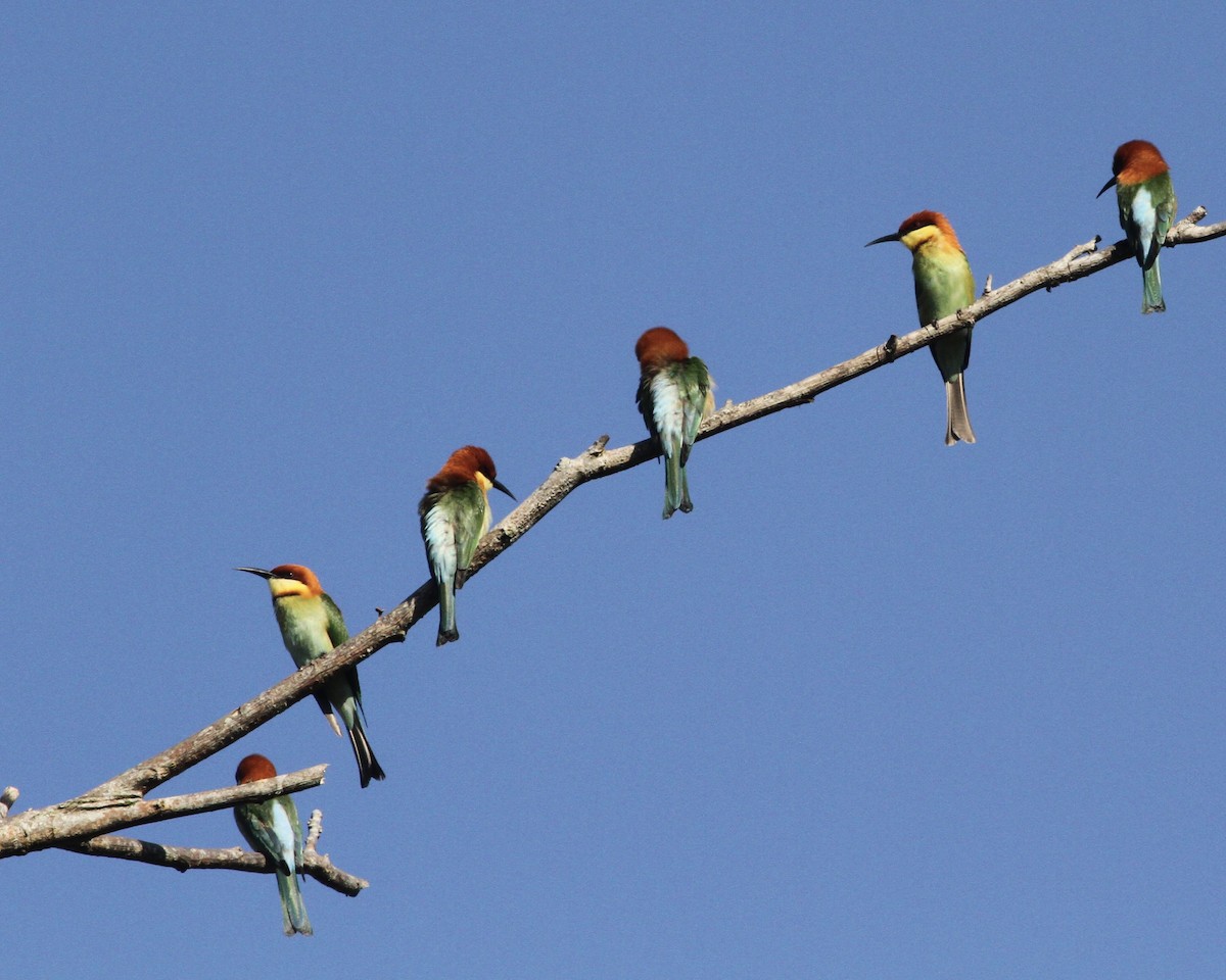 Chestnut-headed Bee-eater - ML517449891