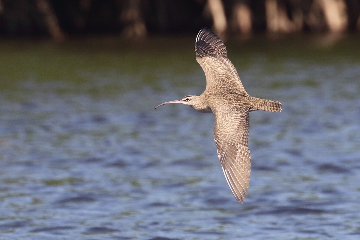 Whimbrel - Linda Pittman