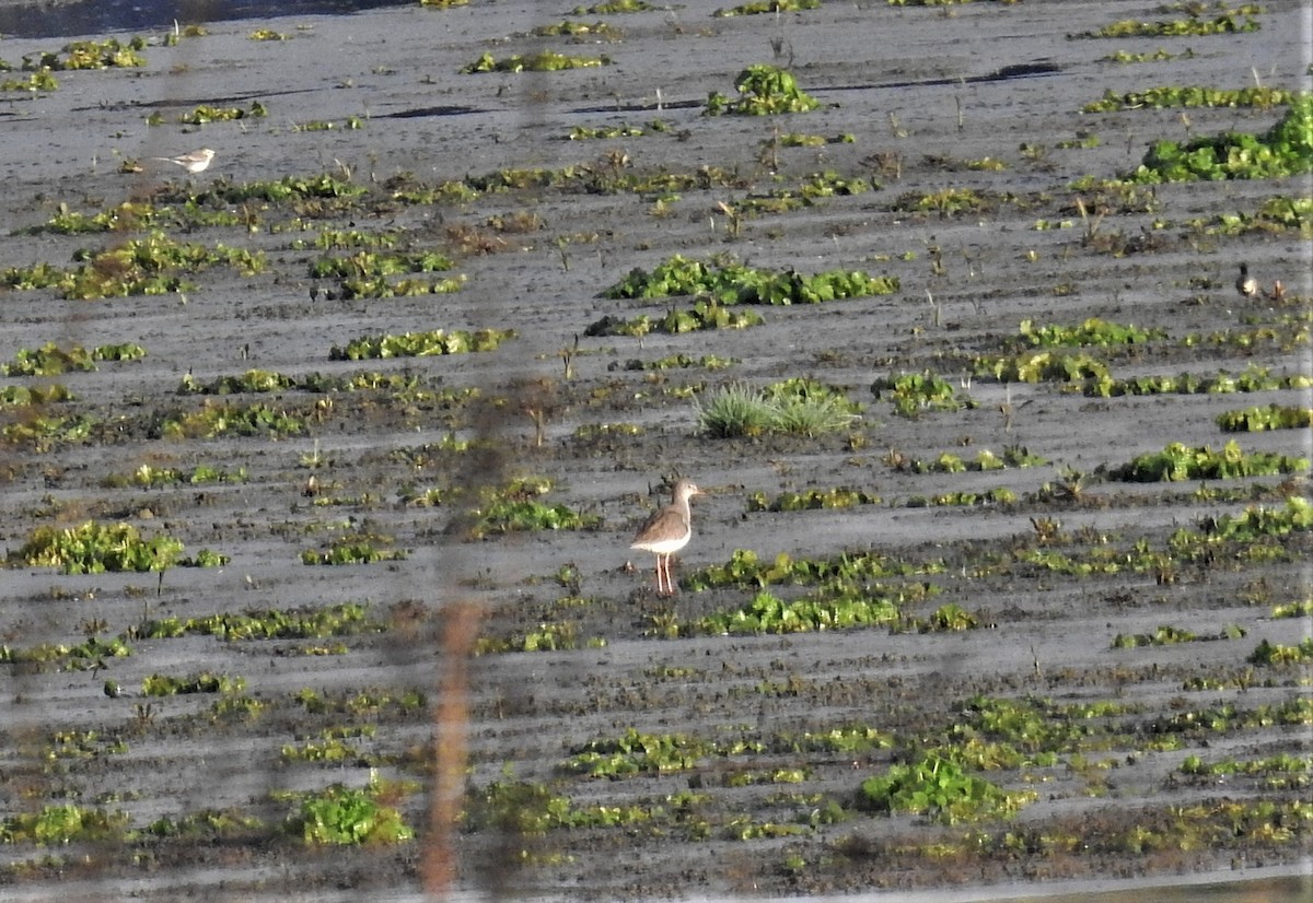 Common Redshank - Fernando T Rico