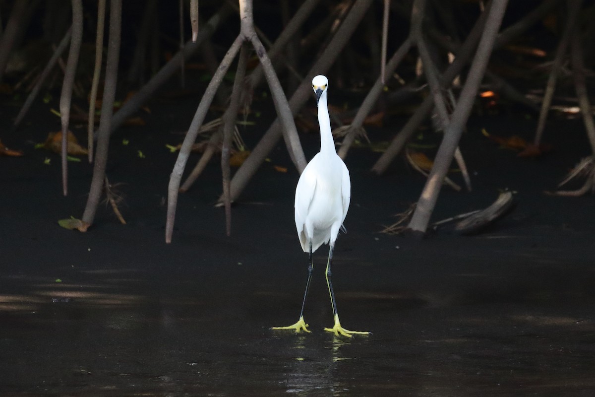 Snowy Egret - ML517451111
