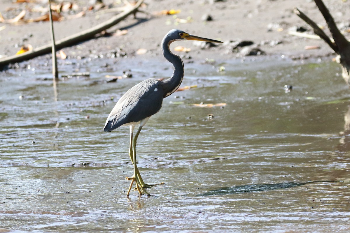 Tricolored Heron - ML517451261