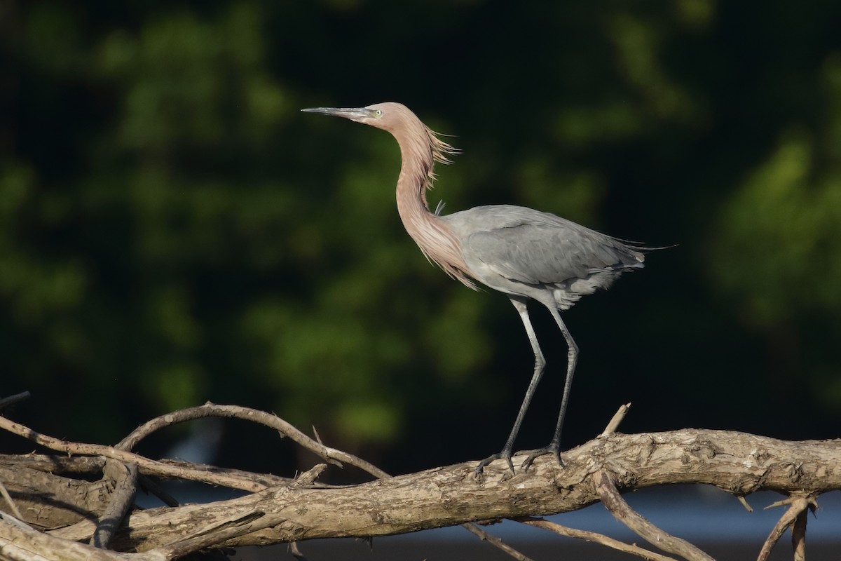 Reddish Egret - ML517451321