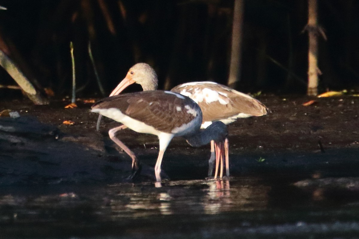 White Ibis - ML517451371