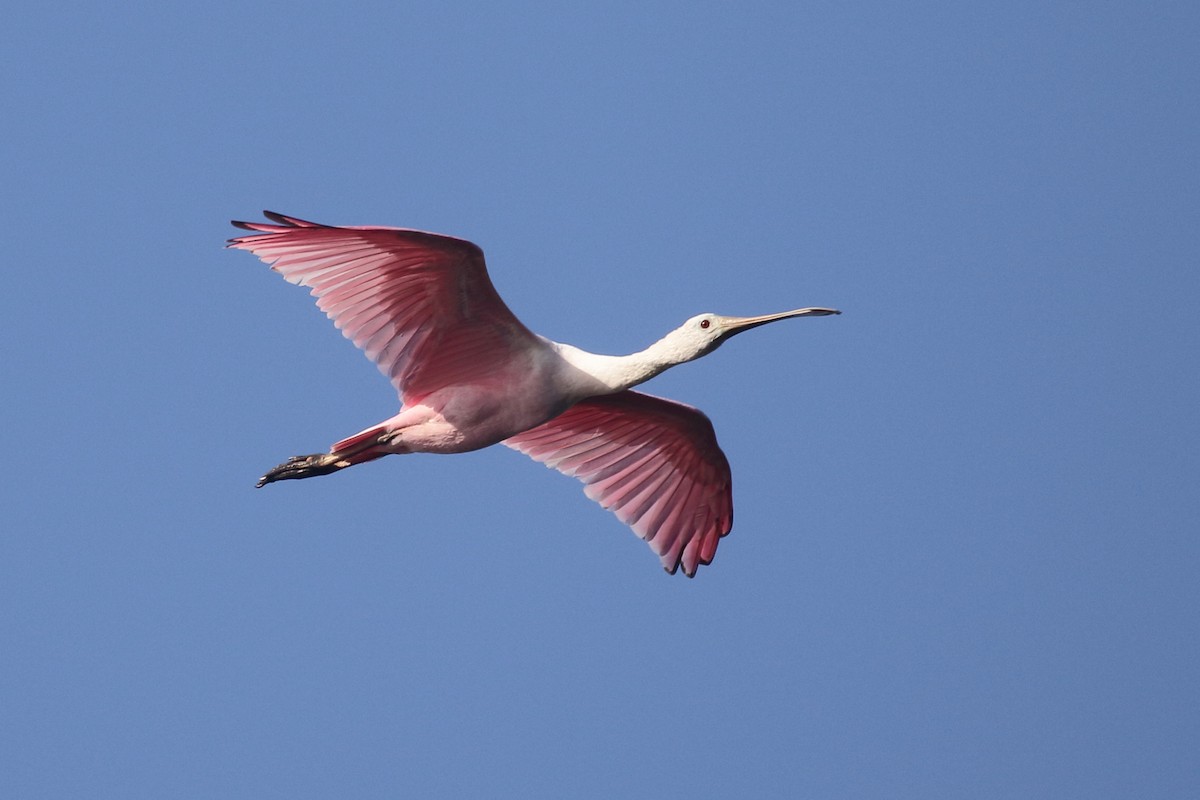 Roseate Spoonbill - ML517451411