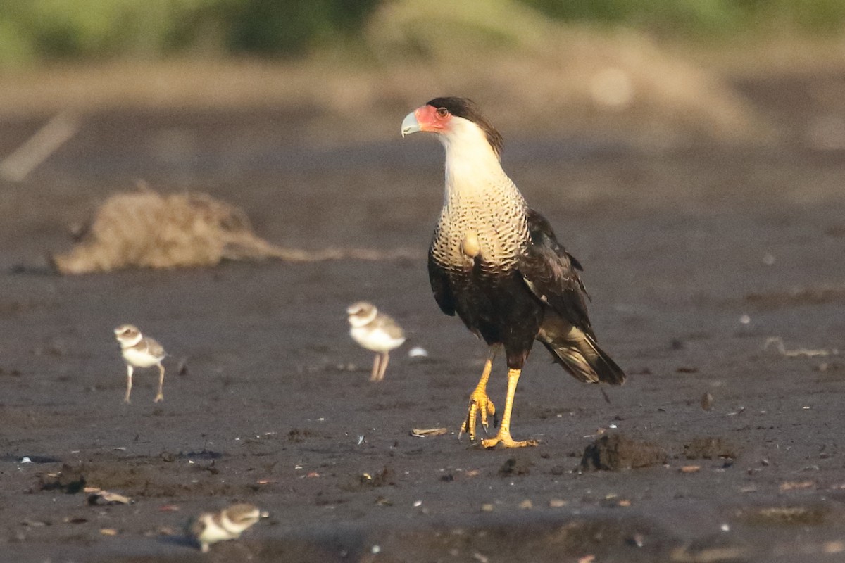 Crested Caracara (Northern) - ML517451451