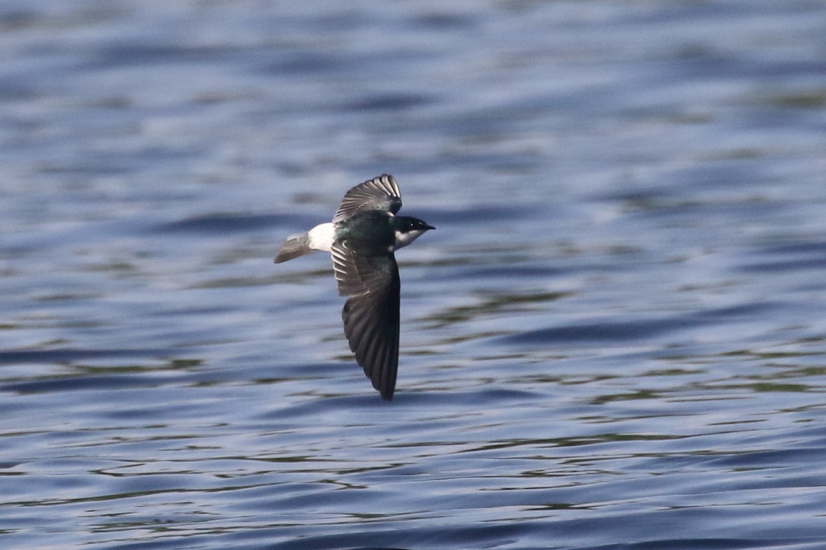 Mangrove Swallow - ML517451481