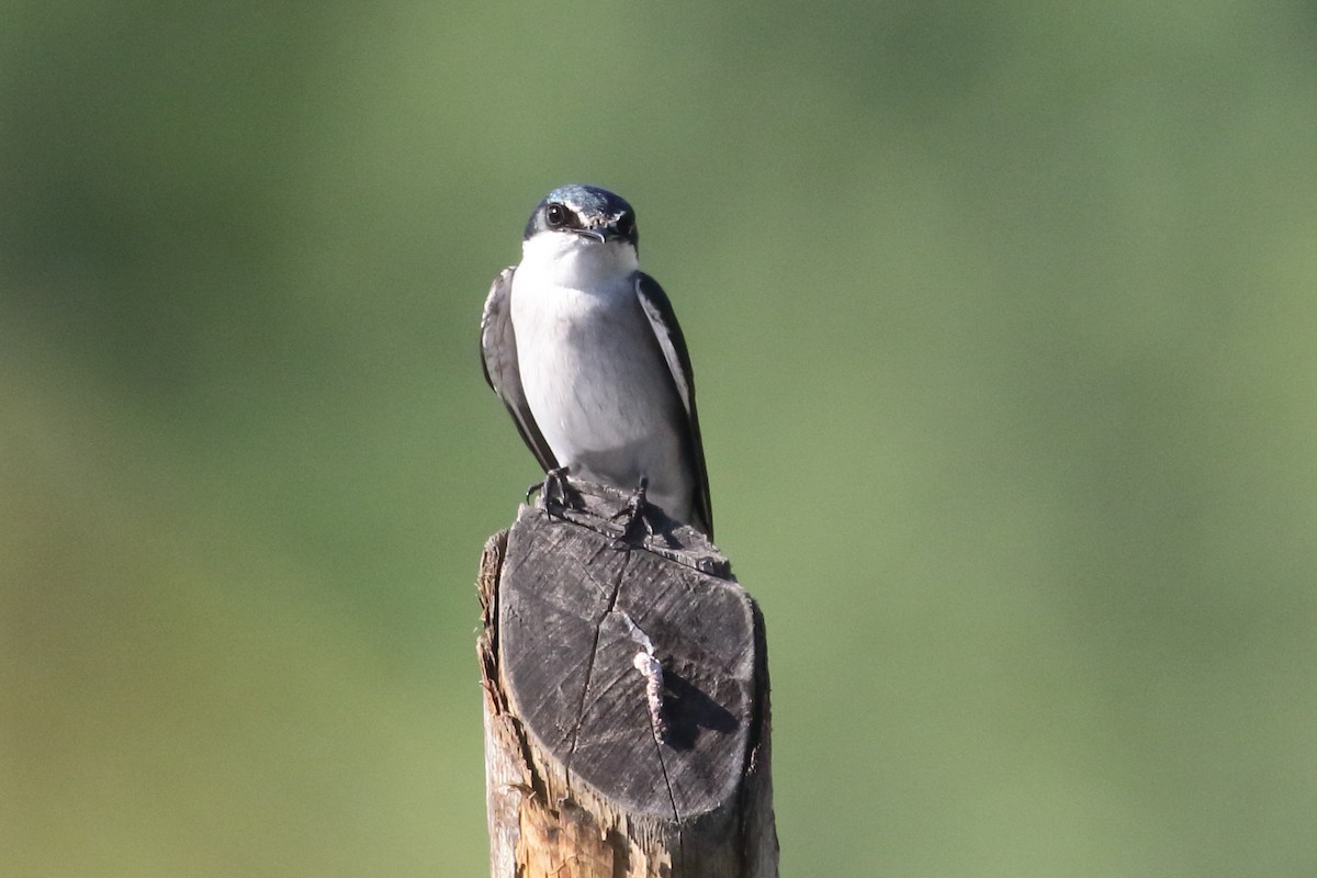 Mangrove Swallow - ML517451491
