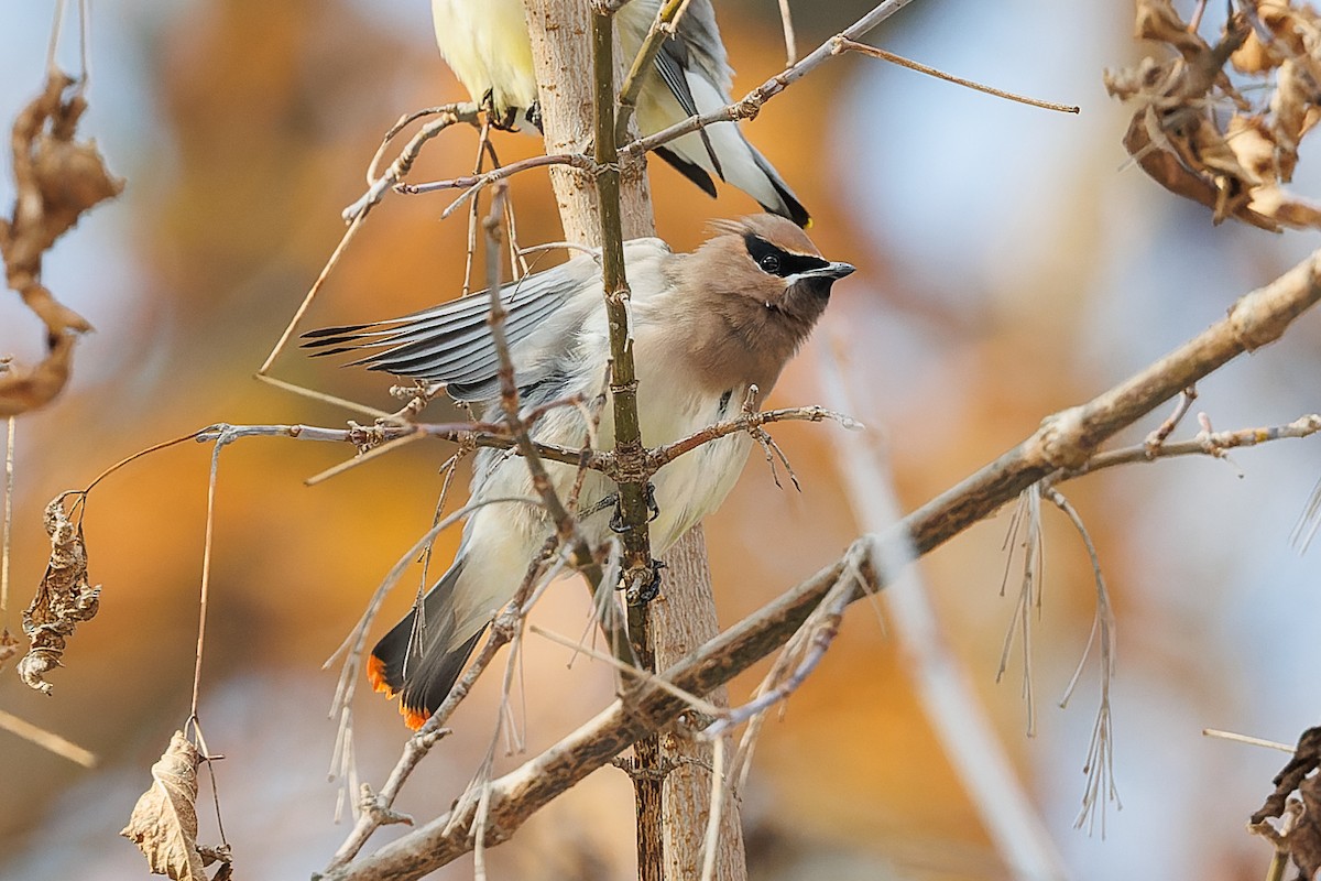 Cedar Waxwing - Cesar Ponce