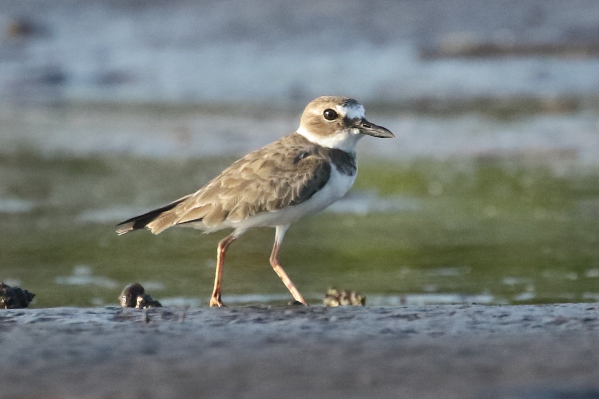 Wilson's Plover - ML517453111