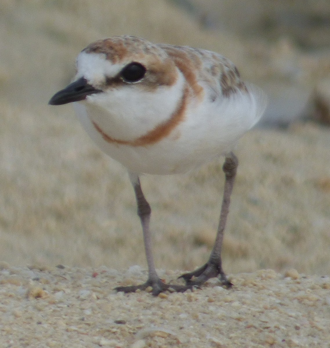 Malaysian Plover - ML51745331