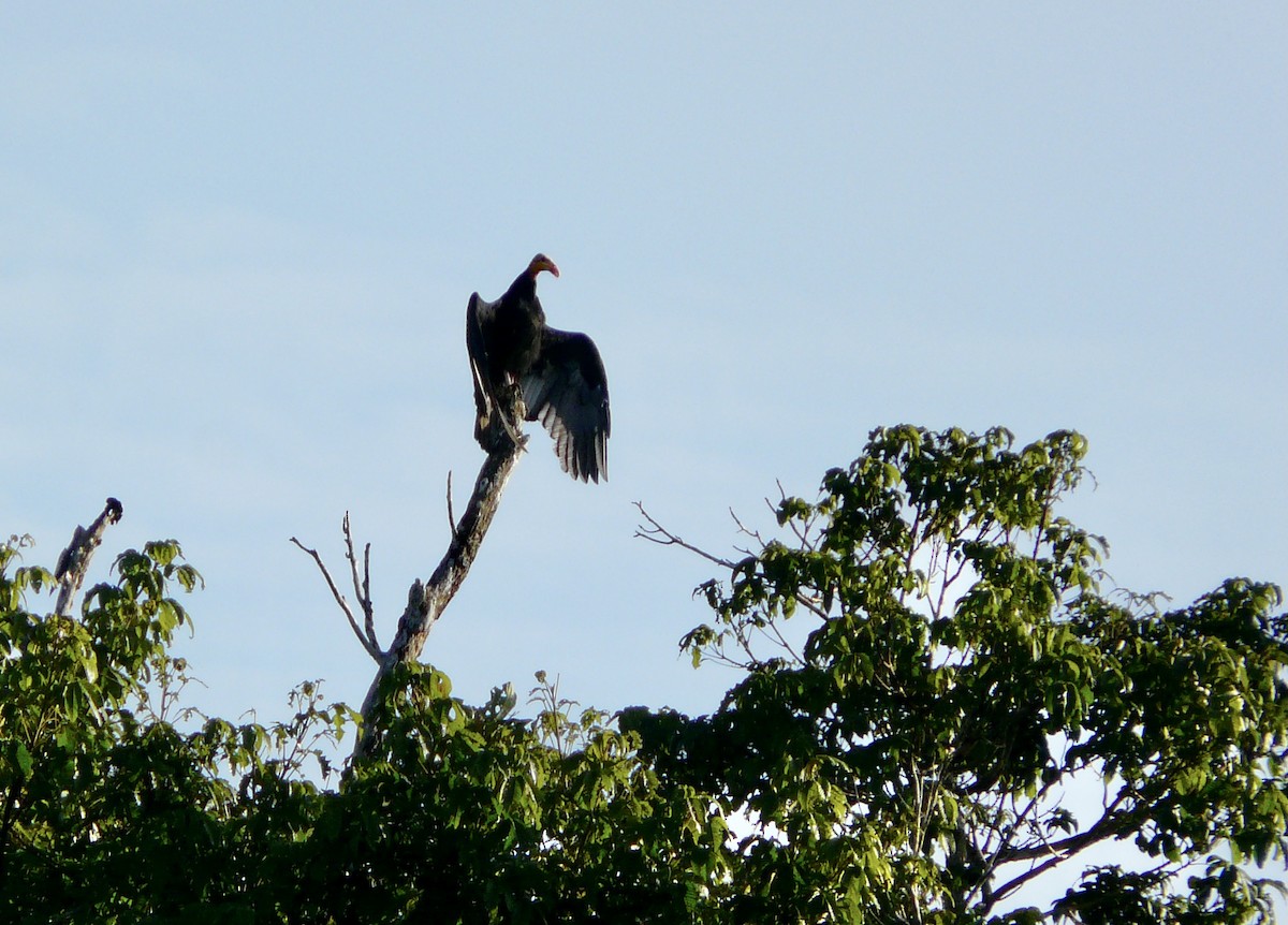 Greater Yellow-headed Vulture - Simon Mitchell