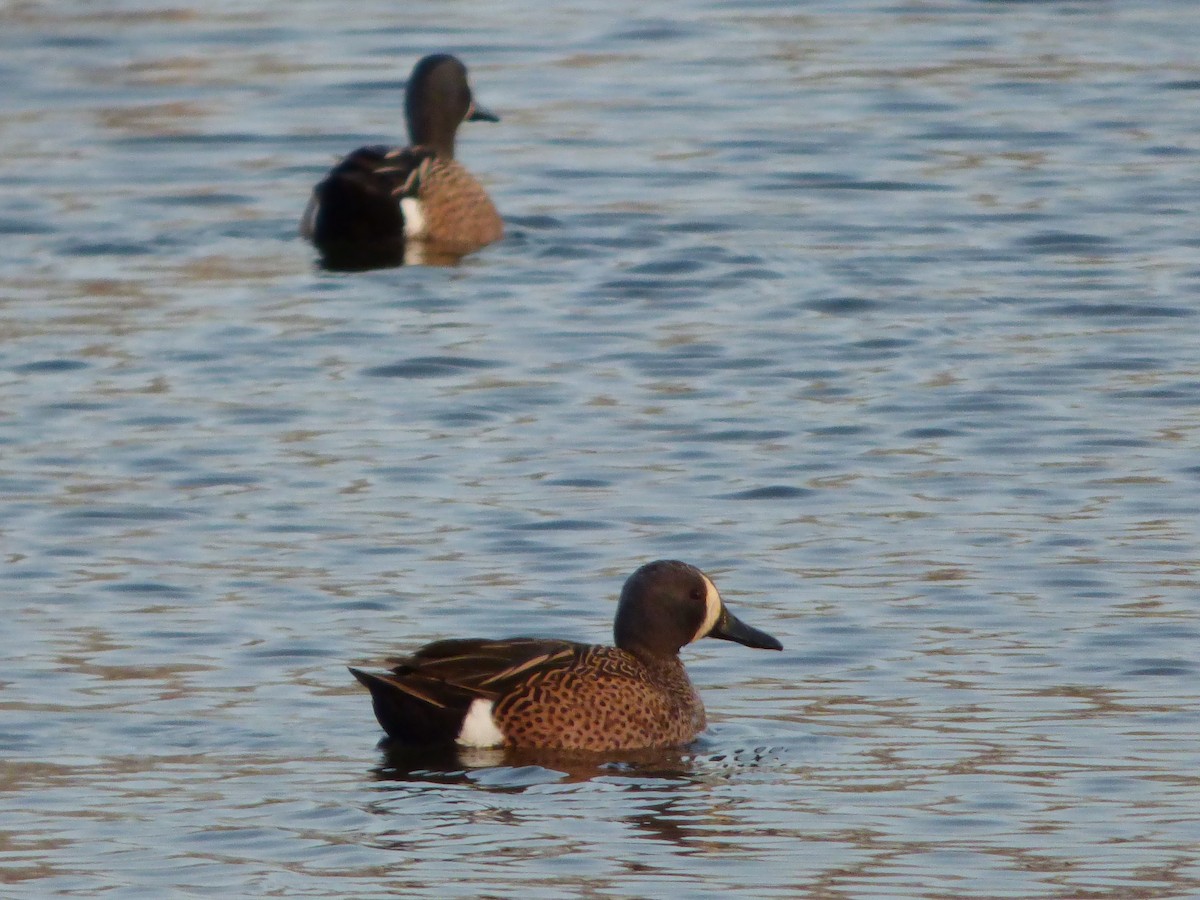 Blue-winged Teal - ML51745601