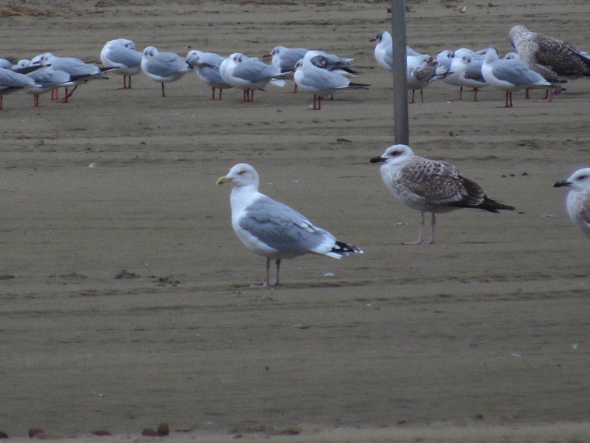 Herring Gull - ML517456701