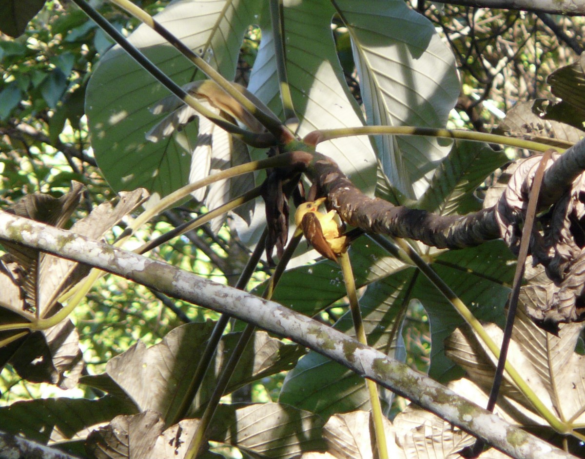 Cream-colored Woodpecker - ML517456891