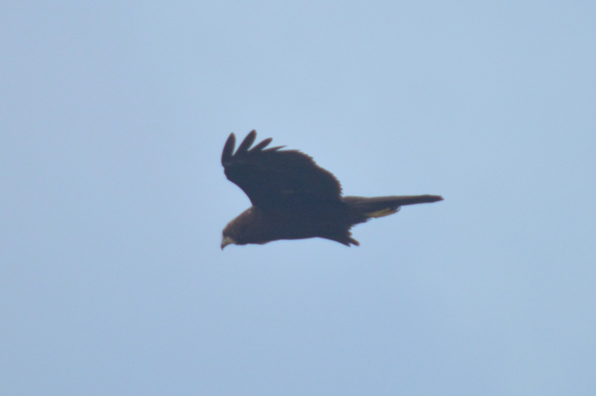 Western Marsh Harrier - ML517457081