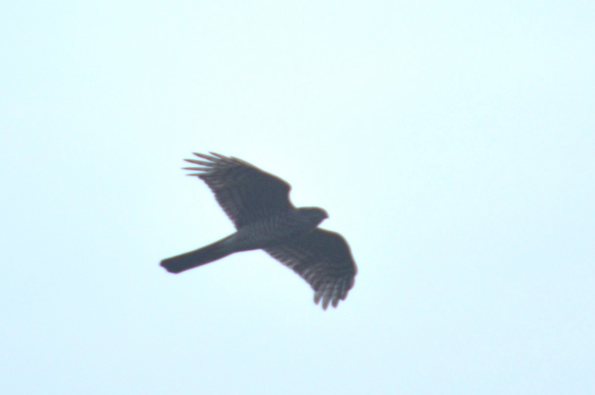 Eurasian Sparrowhawk - Karthik Thrikkadeeri