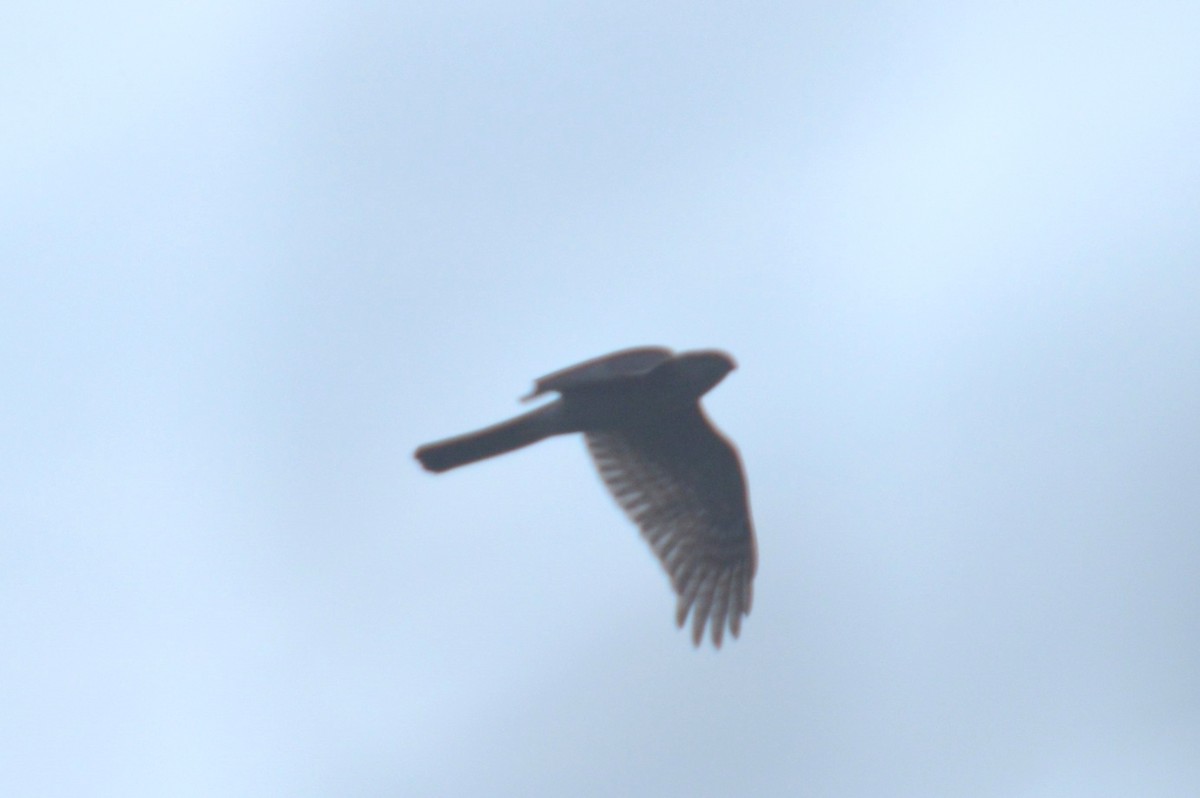 Eurasian Sparrowhawk - Karthik Thrikkadeeri