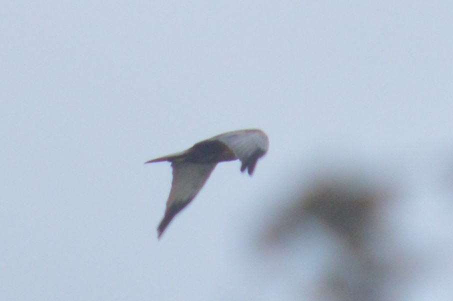 Western Marsh Harrier - ML517457251