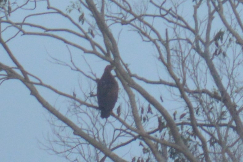 Greater Spotted Eagle - Karthik Thrikkadeeri