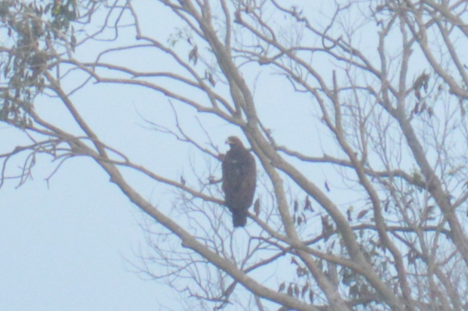 Greater Spotted Eagle - Karthik Thrikkadeeri