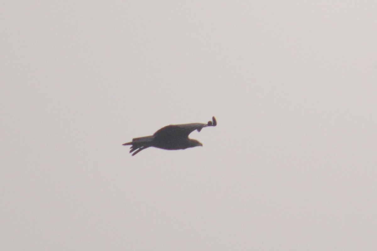 Greater Spotted Eagle - Karthik Thrikkadeeri