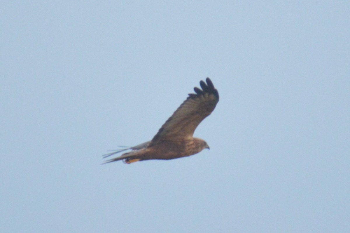 Western Marsh Harrier - ML517457491