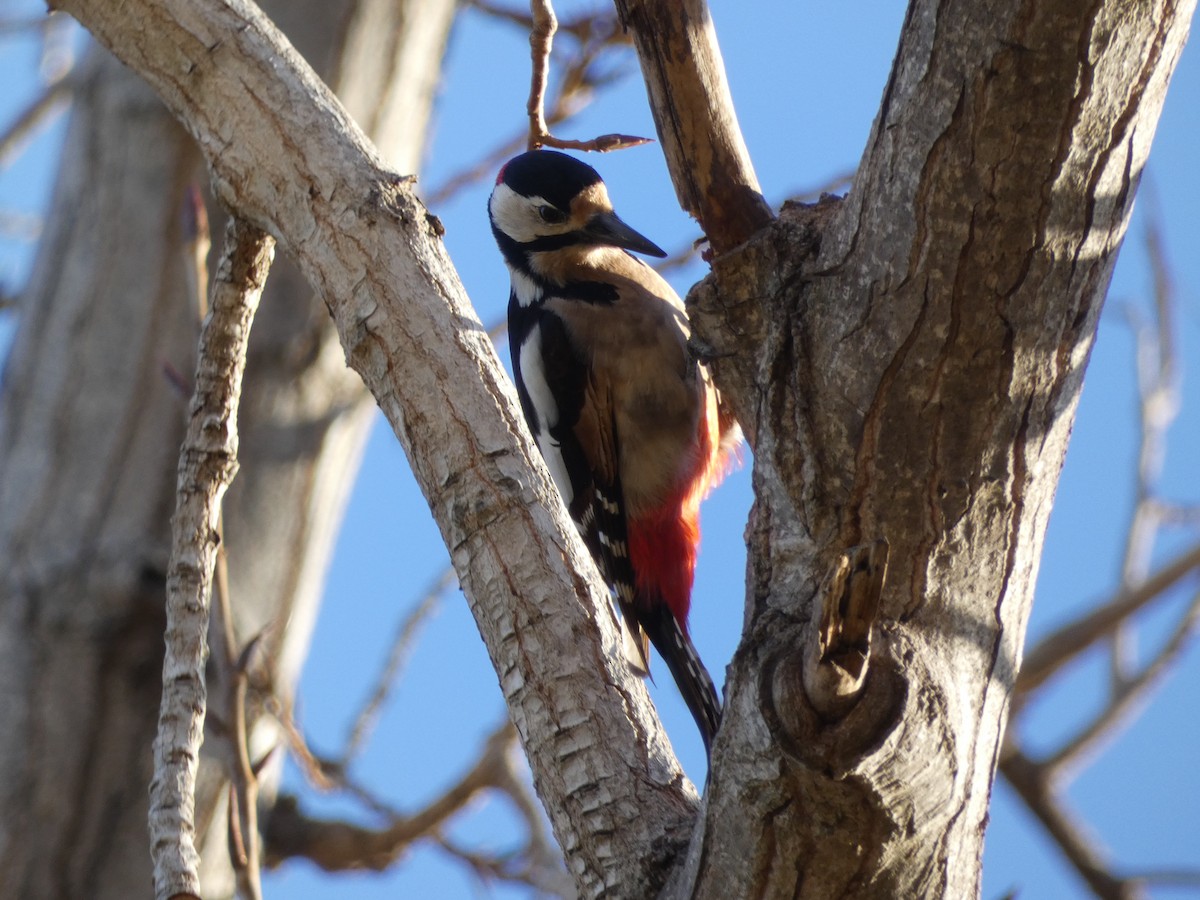 Great Spotted Woodpecker - Carlos Mompó