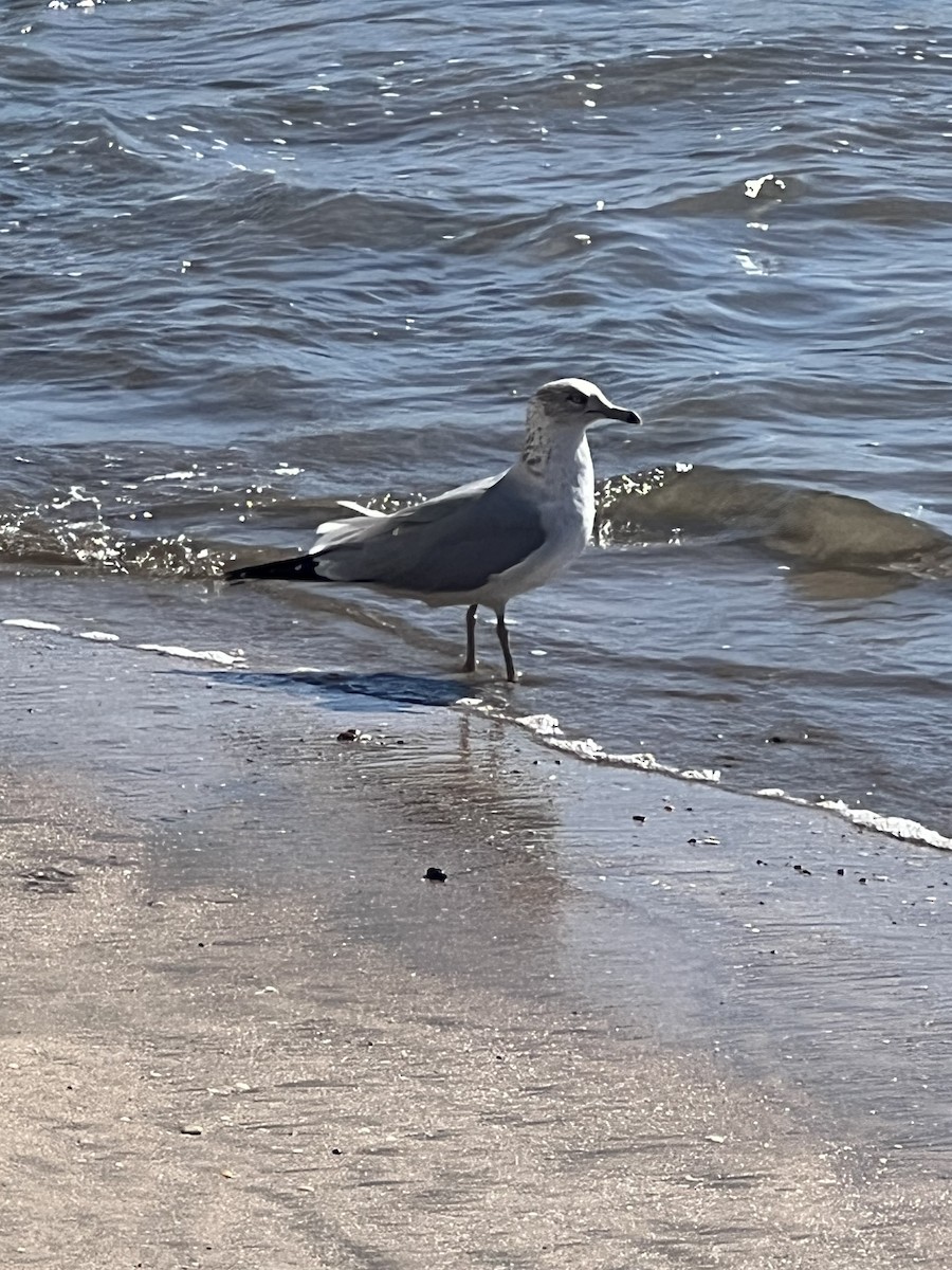 Ring-billed Gull - ML517458481