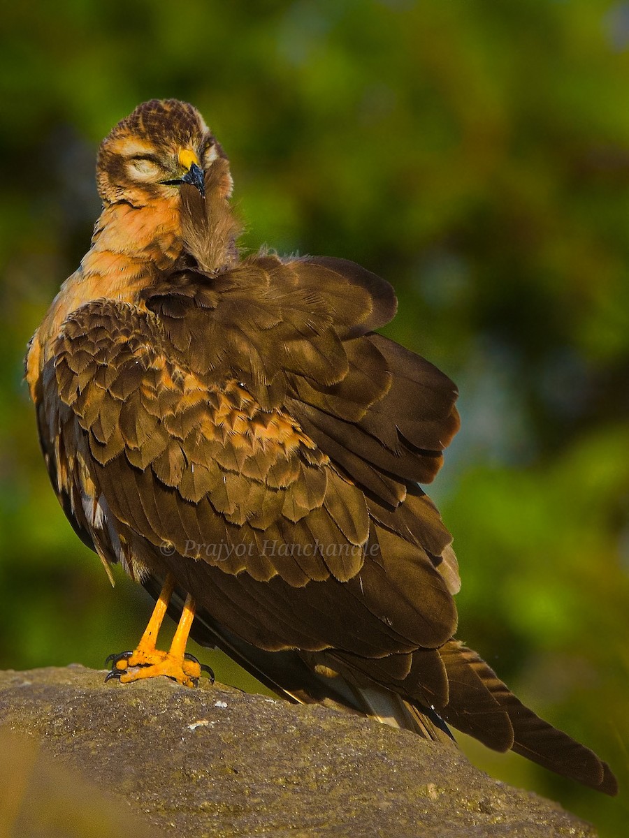 Montagu's Harrier - ML517458811