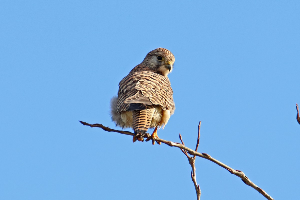 Eurasian Kestrel - Joaquín Salinas