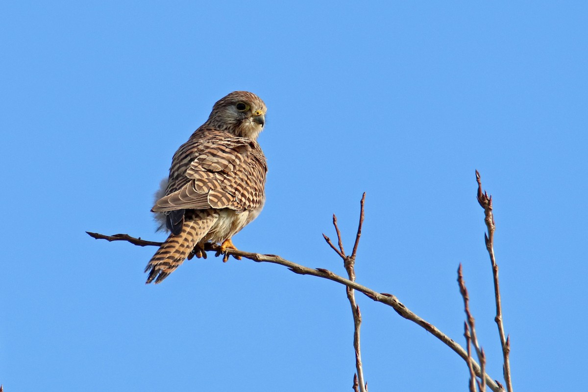 Eurasian Kestrel - Joaquín Salinas