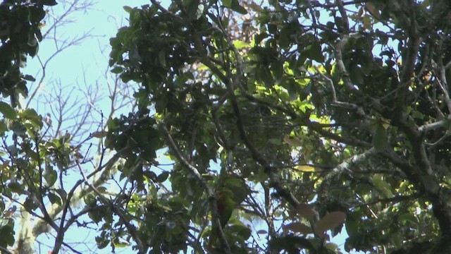 Yellow-billed Lorikeet - ML517459981