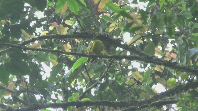 Canary Flyrobin - ML517460351