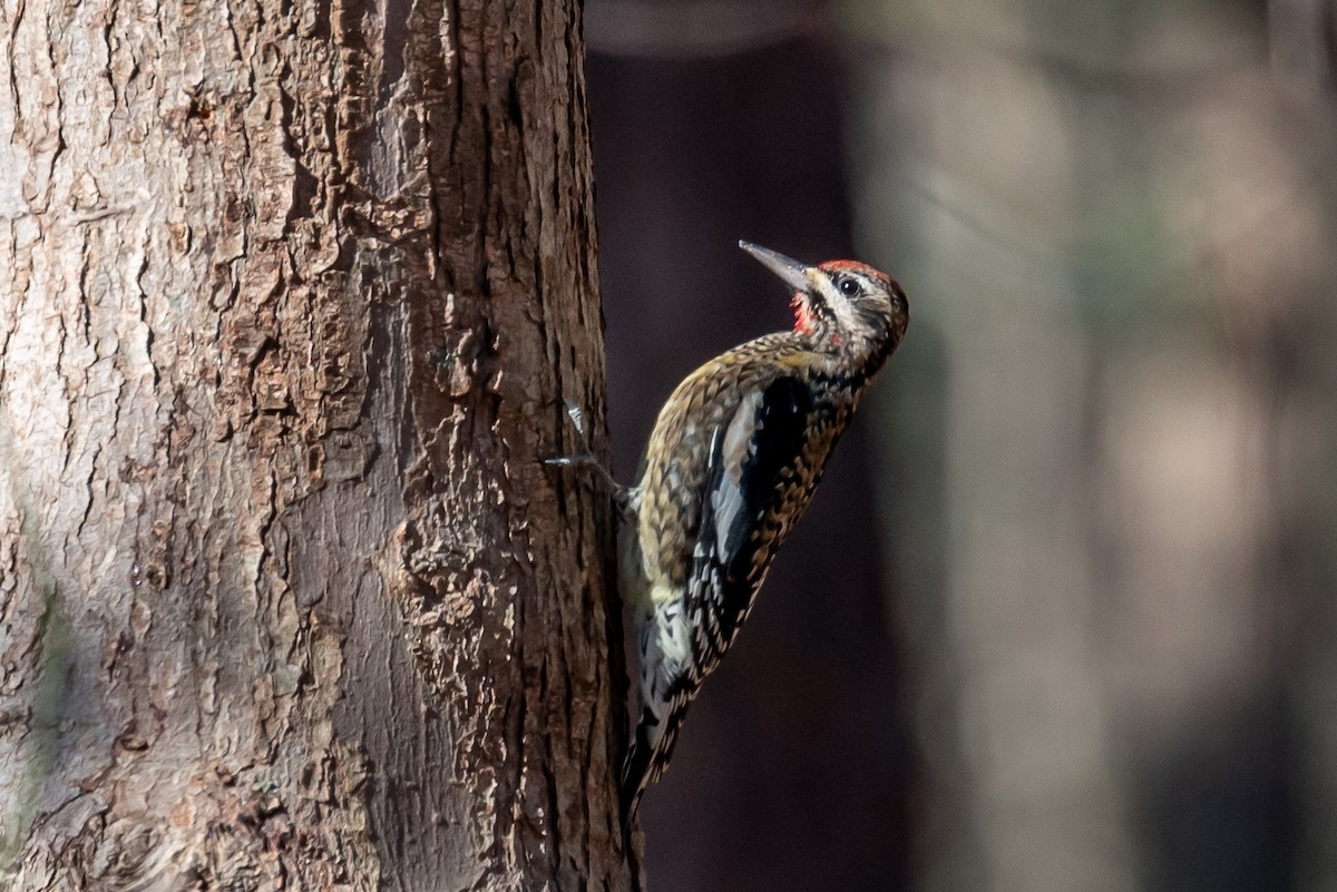 Yellow-bellied Sapsucker - ML517460471