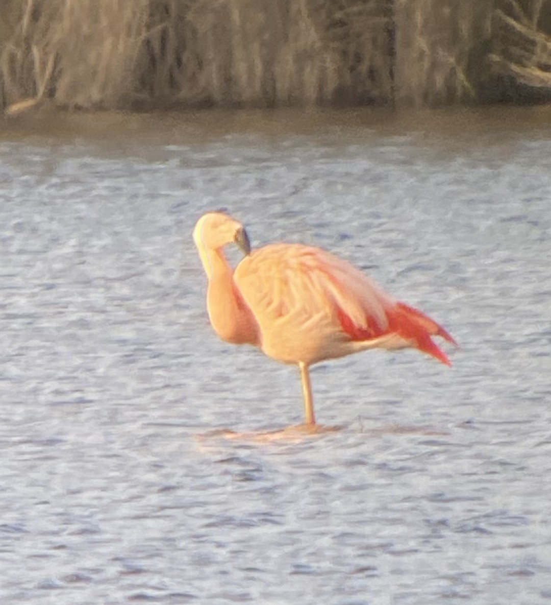 Chilean Flamingo - ML517460541
