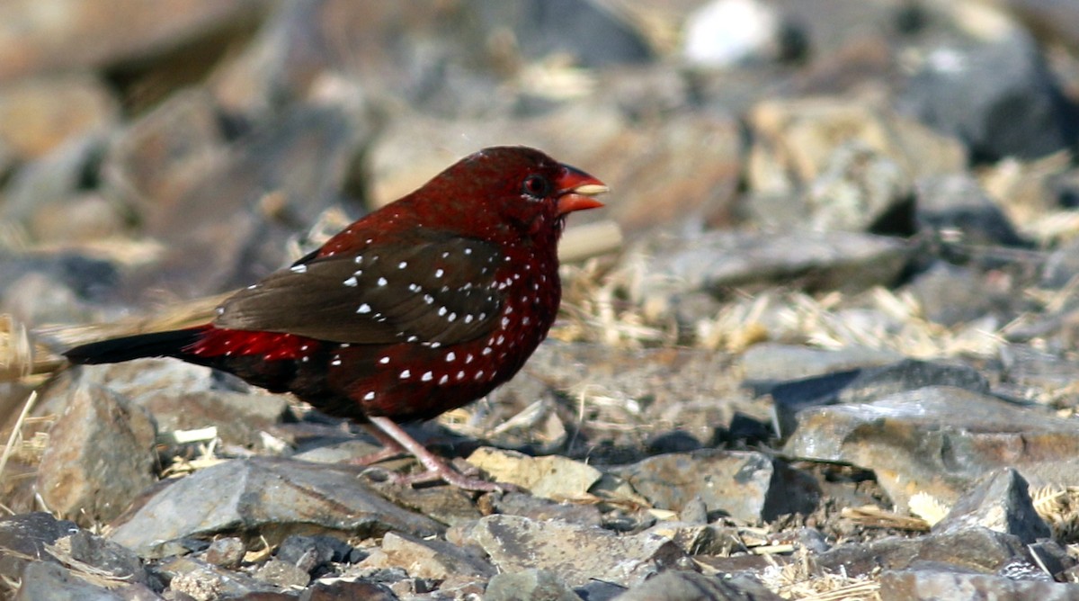 Red Avadavat - bhavik patel