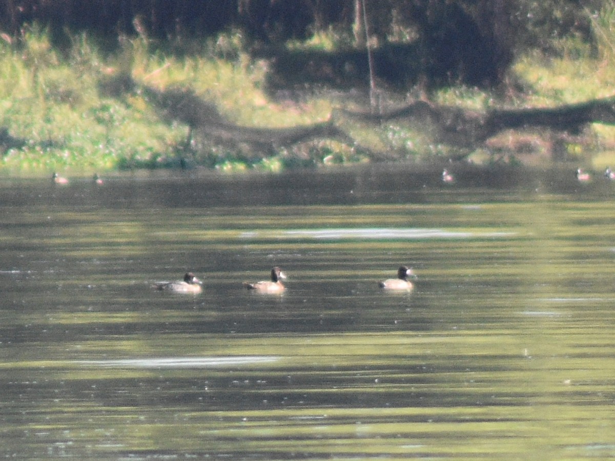 Lesser Scaup - ML517460921