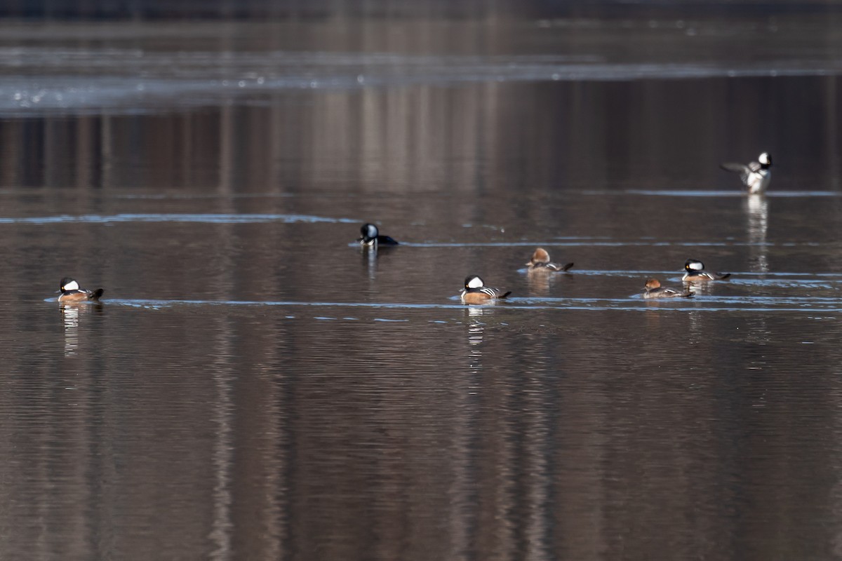 Hooded Merganser - ML517460981