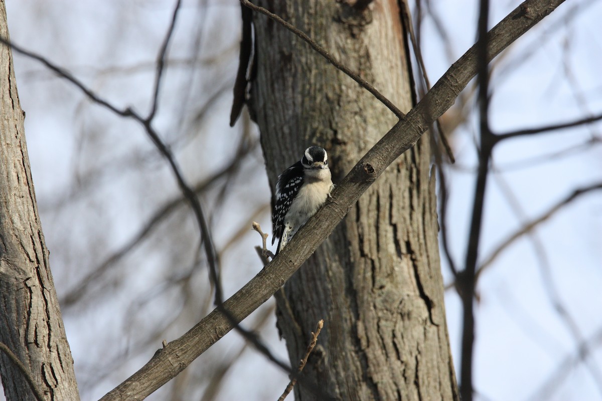 Downy Woodpecker - ML517463051