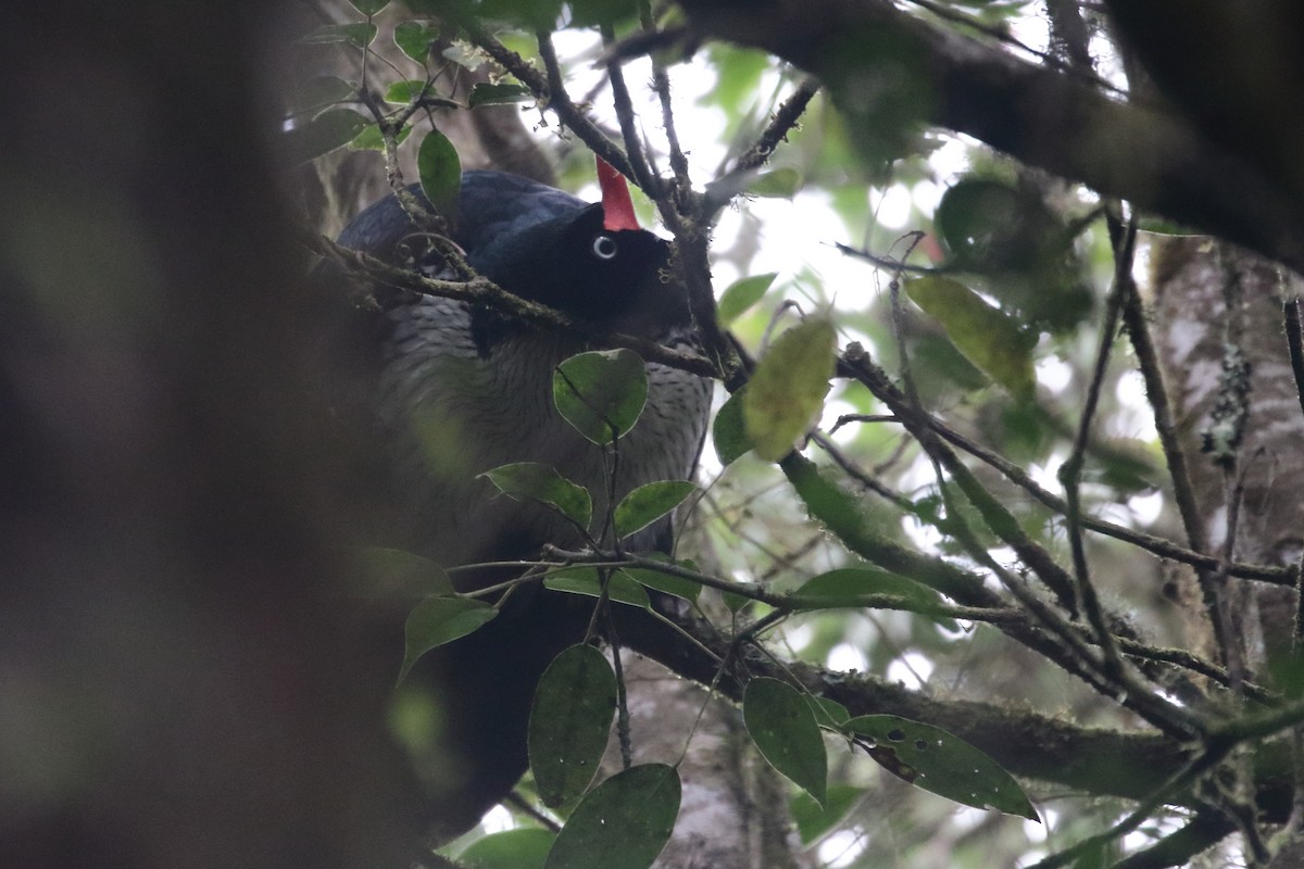 Horned Guan - ML517463471